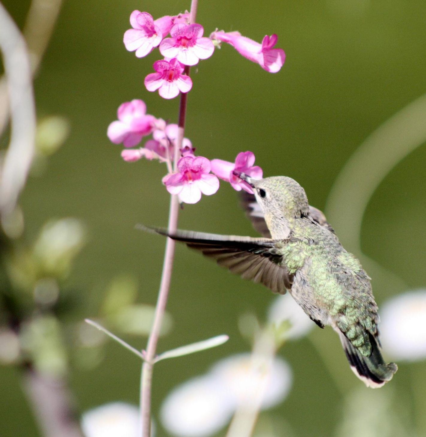 Hummingbirds from backyards and beyond